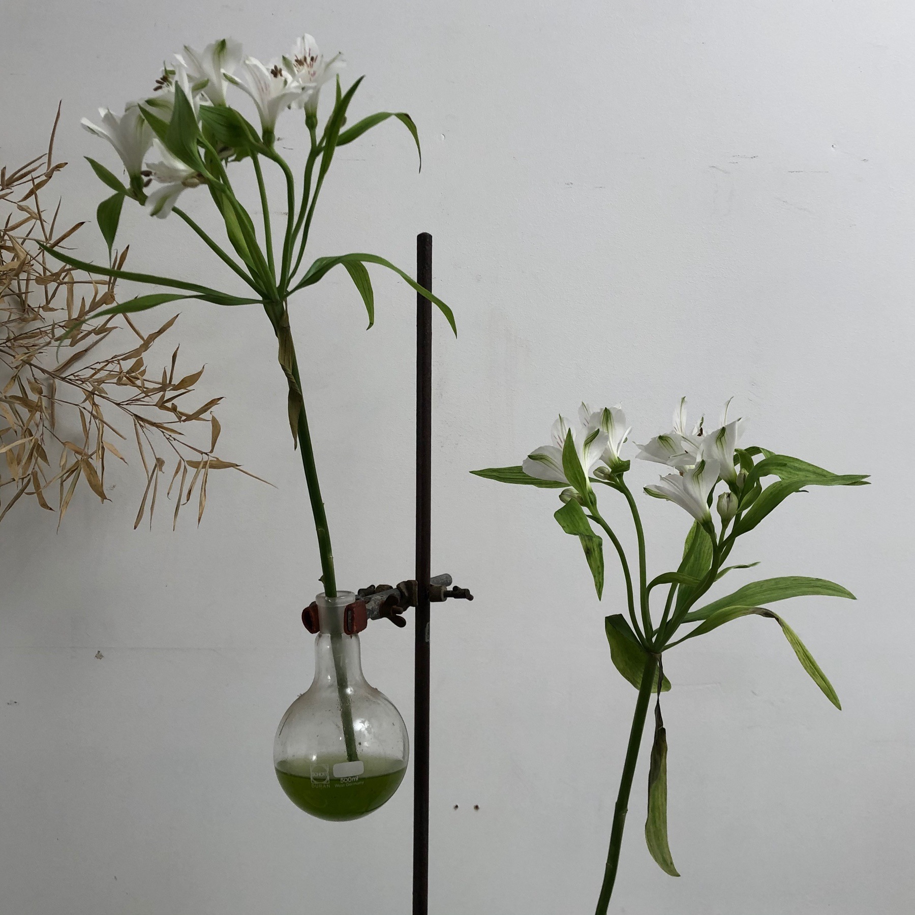 laboratory vase Objet Vagabond