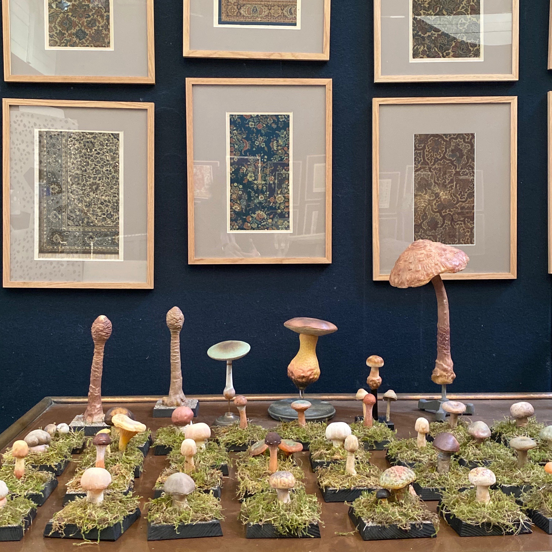 mushrooms-collection0004