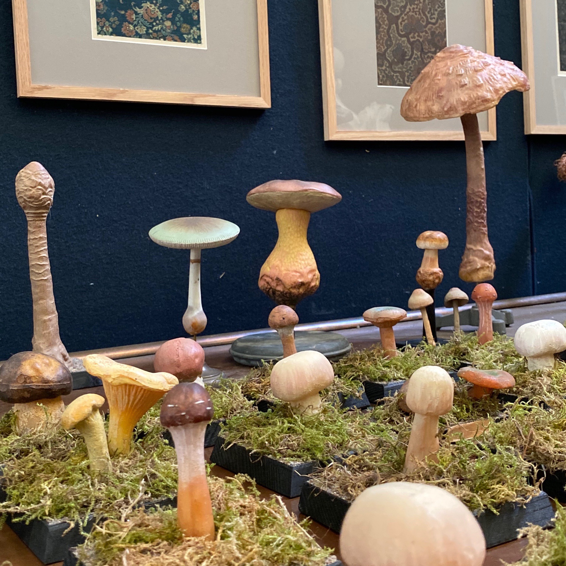 mushrooms-collection0010