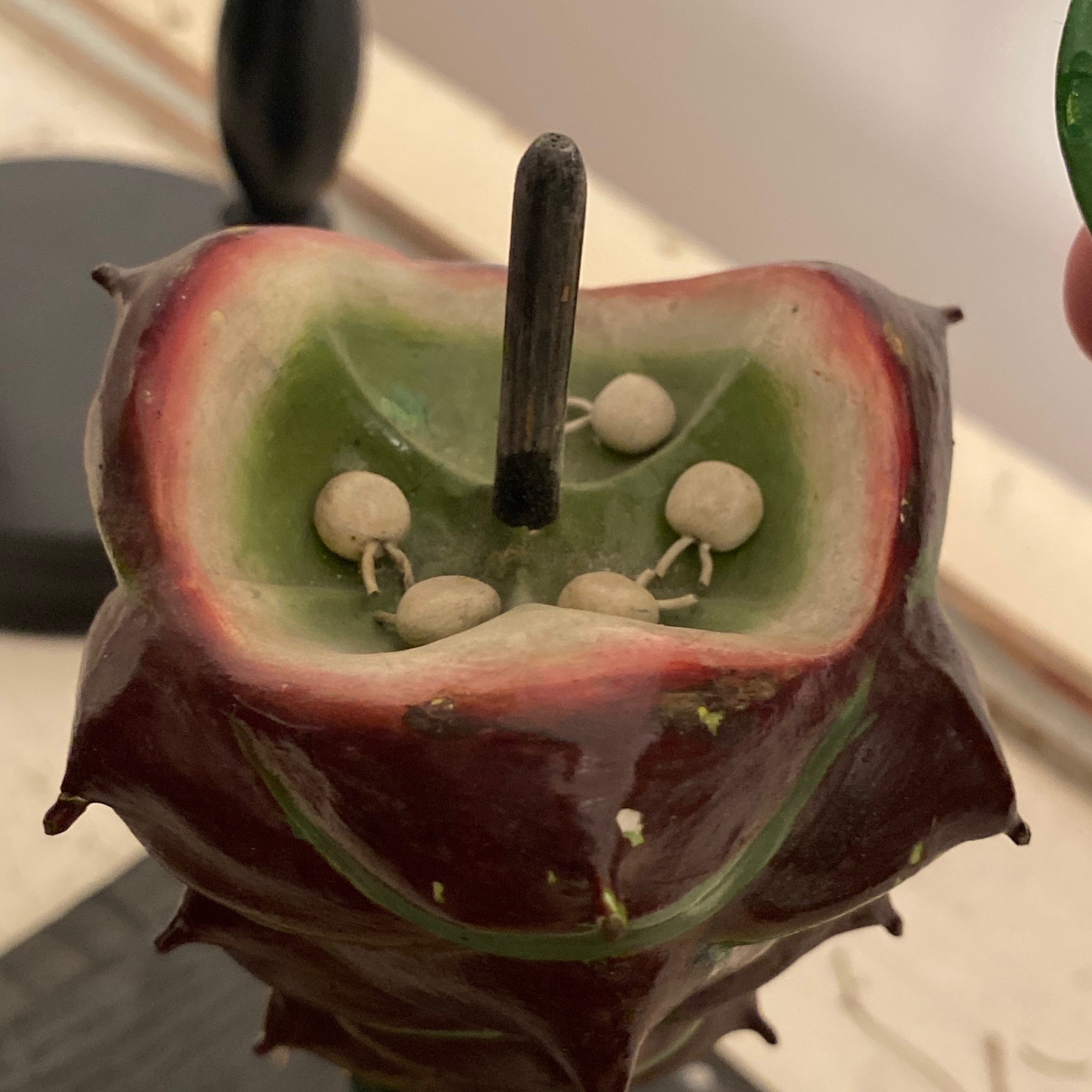 objet-vagabond-didactic-flowers0004