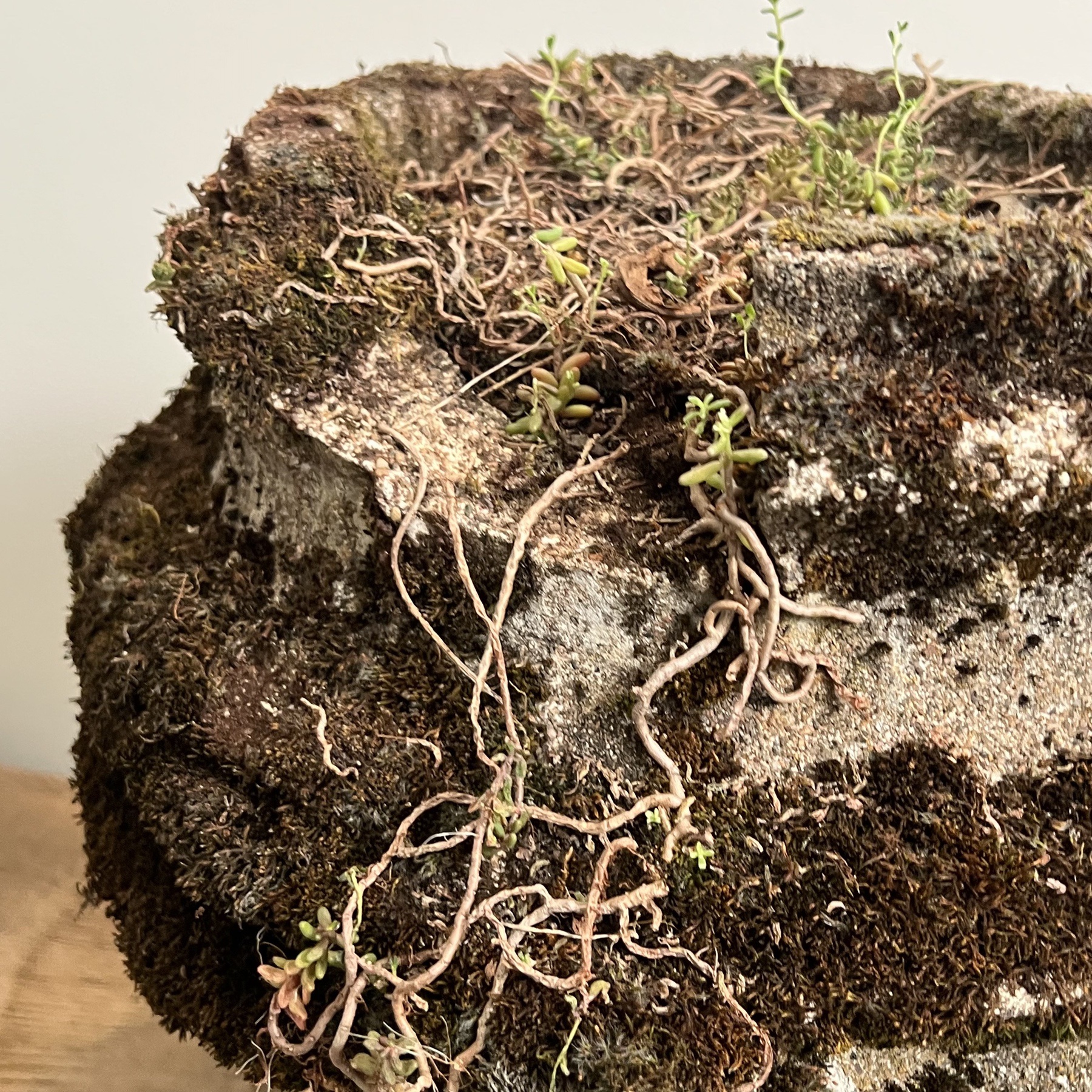 objet-vagabond-concrete-planters0001