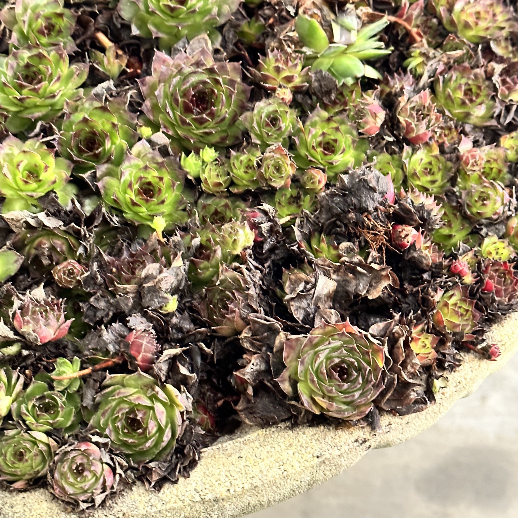 objet-vagabond-planter-stand0002