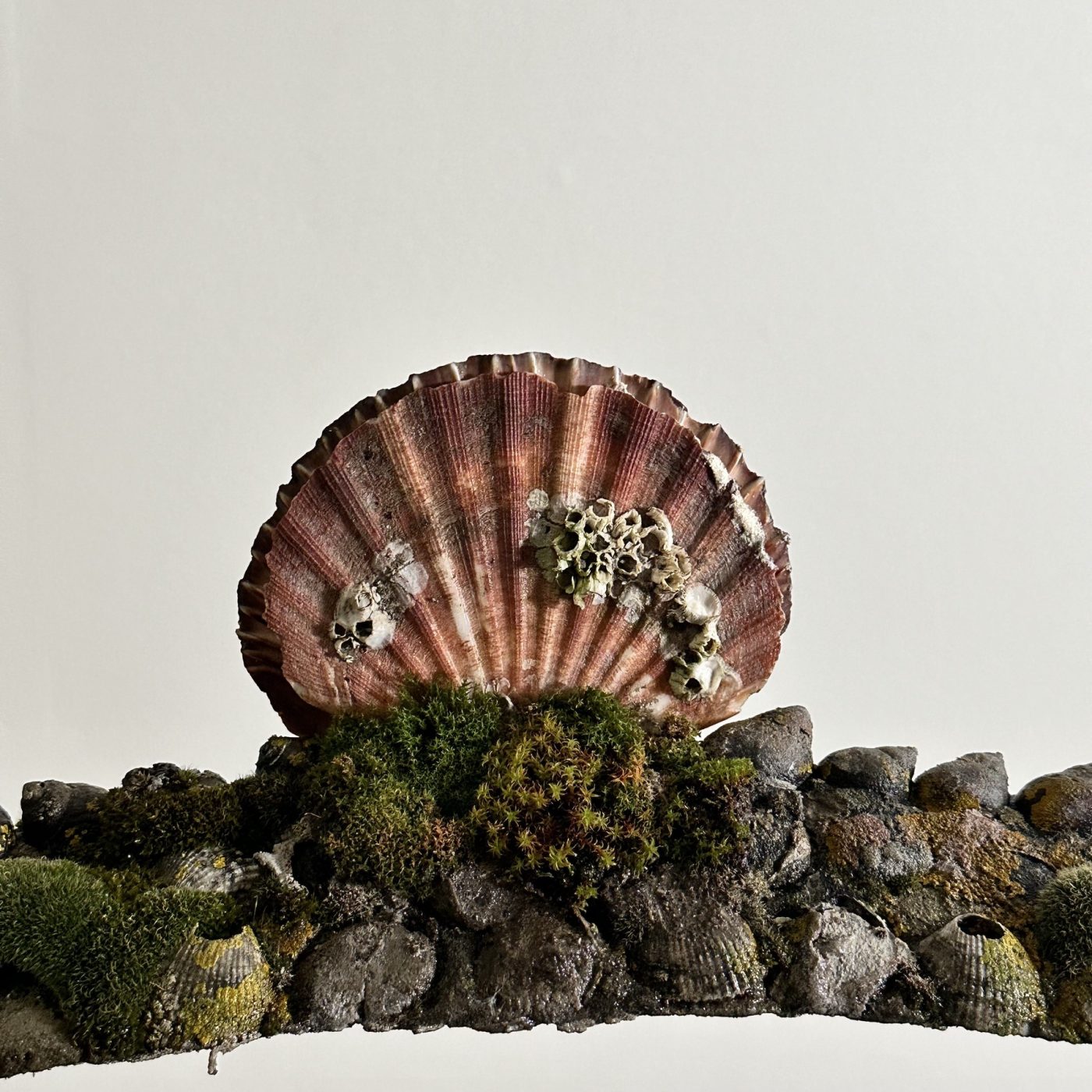 objet-vagabond-shell-planters0007